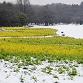 写真: 雪と寒咲菜の花
