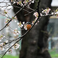 写真: これなら桜カワセミ