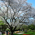 写真: チューリップを見おろす桜