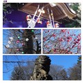 Photos: 初春