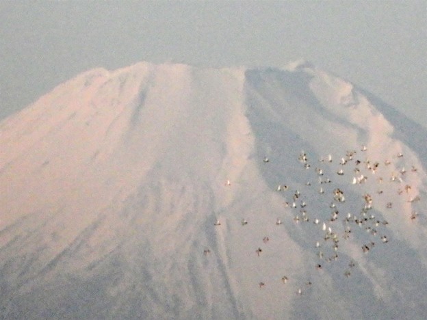 写真: 富士山・渡り鳥