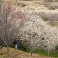 写真: 春を感じる梅の里