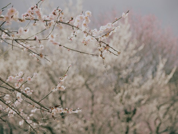 写真: 春を告げる梅の里