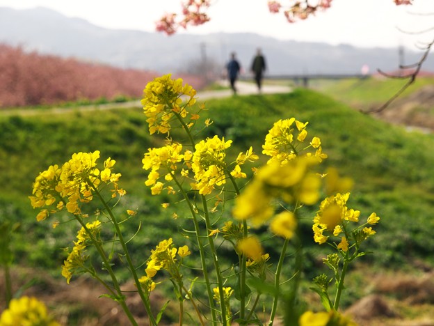 写真: 菜の花と函南桜 -a