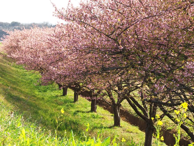 写真: 柿沢川堤のかんなみ桜