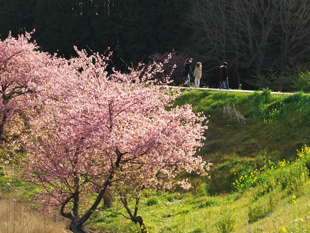 写真: 午後の陽射しを浴びたかんなみ桜