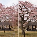 写真: 桜の里は咲き始め