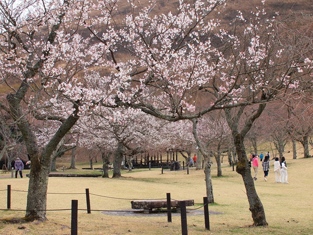 写真: 春の桜、段々と