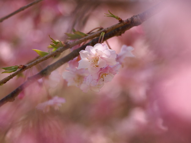 ひと房の桜花