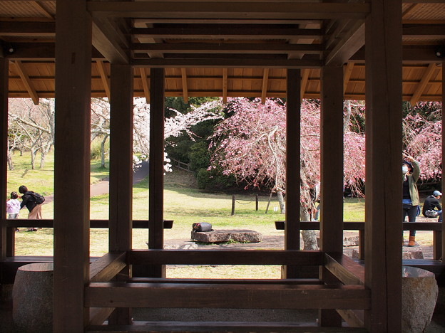 写真: 柱間から垣間見る春模様