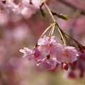 Photos: 春の香り