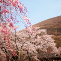 Photos: 春は朧気