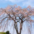 Photos: 小室山のしだれ桜