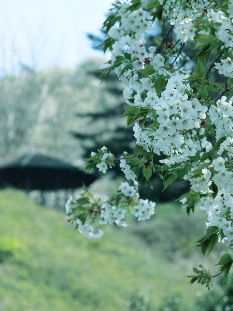 Photos: 小室山公園の大島桜