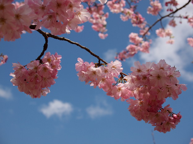 Photos: 春の青空、そして桜の花びらと