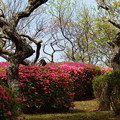 写真: 梅樹の狭間に咲く