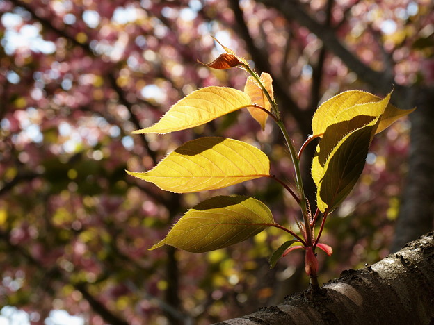 Photos: 瑞泉郷の春便り～葉桜
