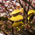 瑞泉郷の春便り～葉桜