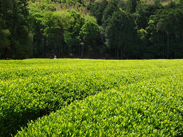 写真: 煌めく茶畑