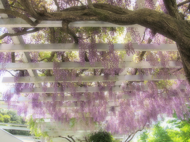 写真: 垂れし藤の花