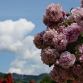 写真: 雲と薔薇と初夏の青空と