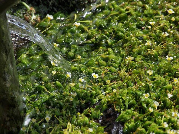 写真: 湧水に戦ぐ梅花藻