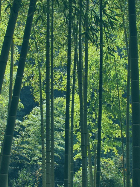 写真: ある日の竹林 -a