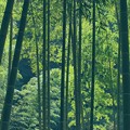 ある日の竹林 -a