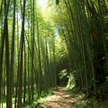 写真: 竹林に注ぐ陽射し