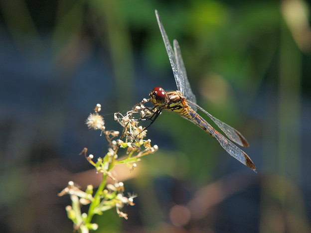 写真: 蜻蛉飛行はひと休み