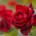 香り放つ赤いバラ