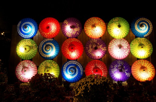 Photos: 和傘と夜菊