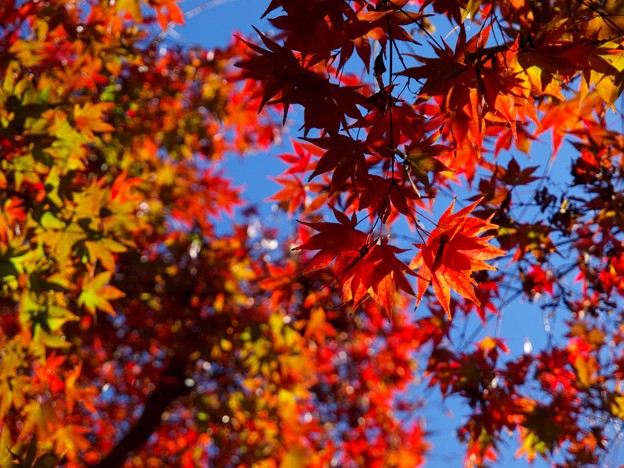 写真: 秋の煌めき