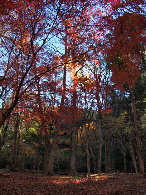 晩秋の彩り〜原生の森 -ｂ