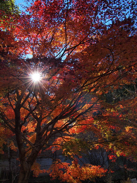 写真: キラリ☆ 晩秋の陽光