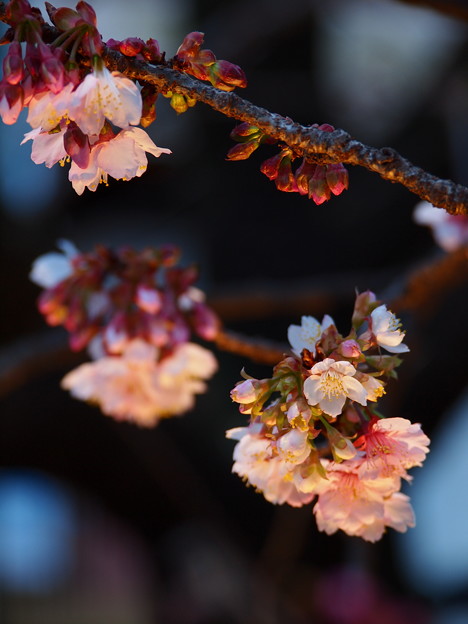咲き始めた熱海桜