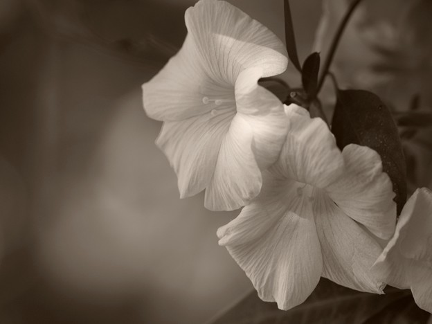 写真: 黄花亜麻の咲く頃 -ａ