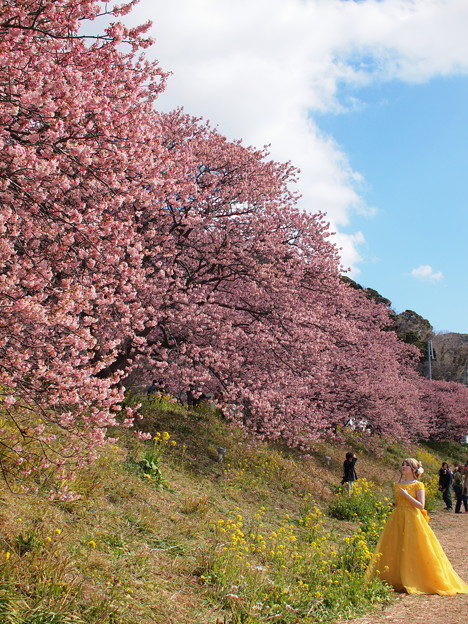 写真: みなみの桜 2022 -ｂ