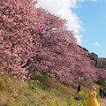 みなみの桜 2022 -ｂ