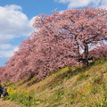 Photos: みなみの桜 2022 -ｃ