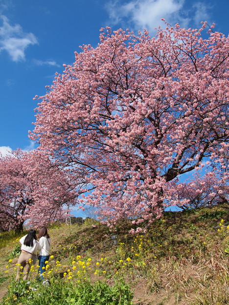 Photos: 春の青空の下、サクラ咲く