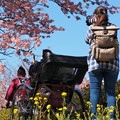Photos: 桜の下の人力車