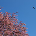 写真: 春の空を舞う