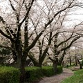 写真: 散り桜はじまり…