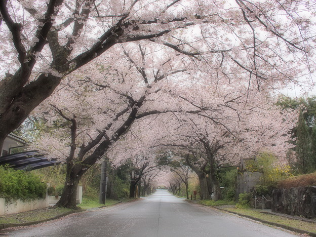 写真: 小雨降る桜並木