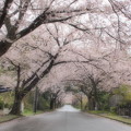 小雨降る桜並木