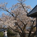 瑞泉郷の巨桜