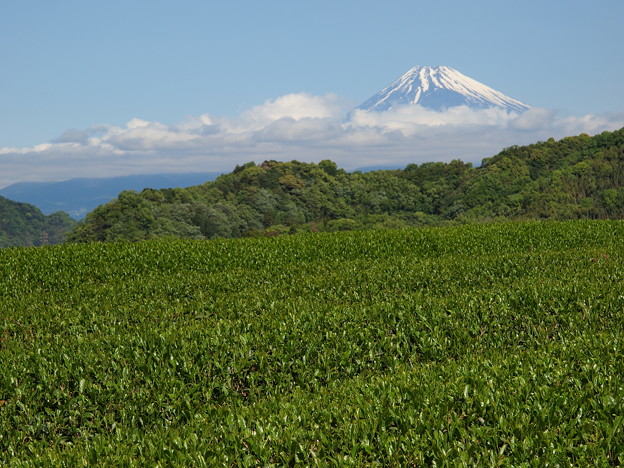 写真: 富士の御山と茶畑と