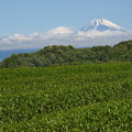 富士の御山と茶畑と