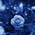 写真: 青き薔薇の